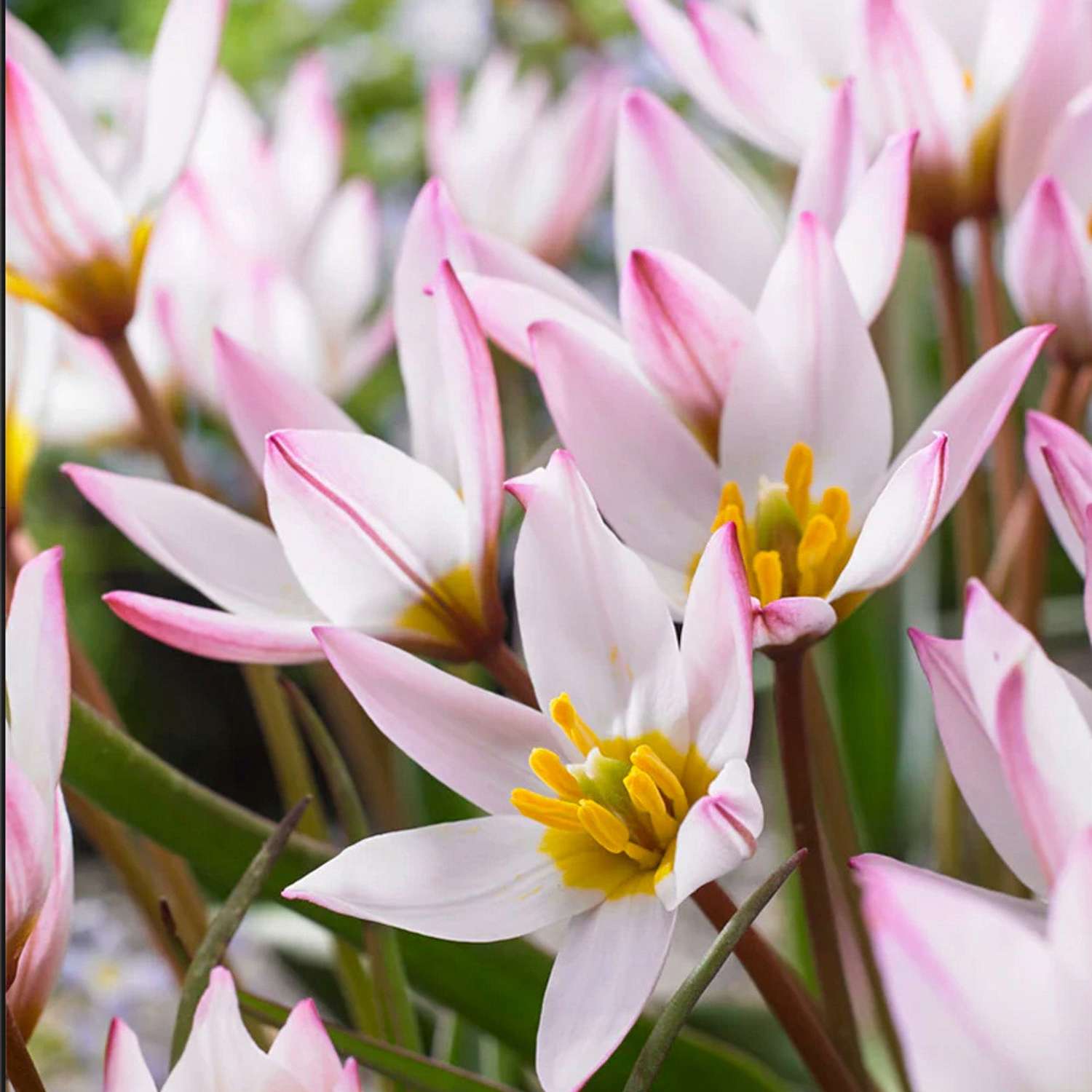 Botaninen tulppaani 'Hilde'